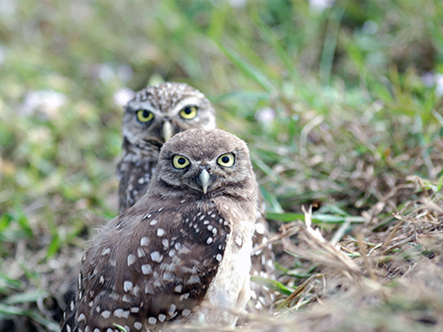 Burrowing Owl by Johnny Wilson